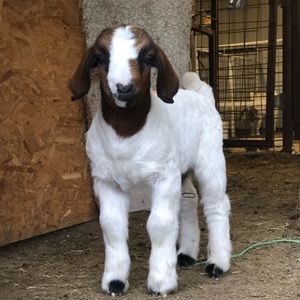 Meet your Posher, Keeley